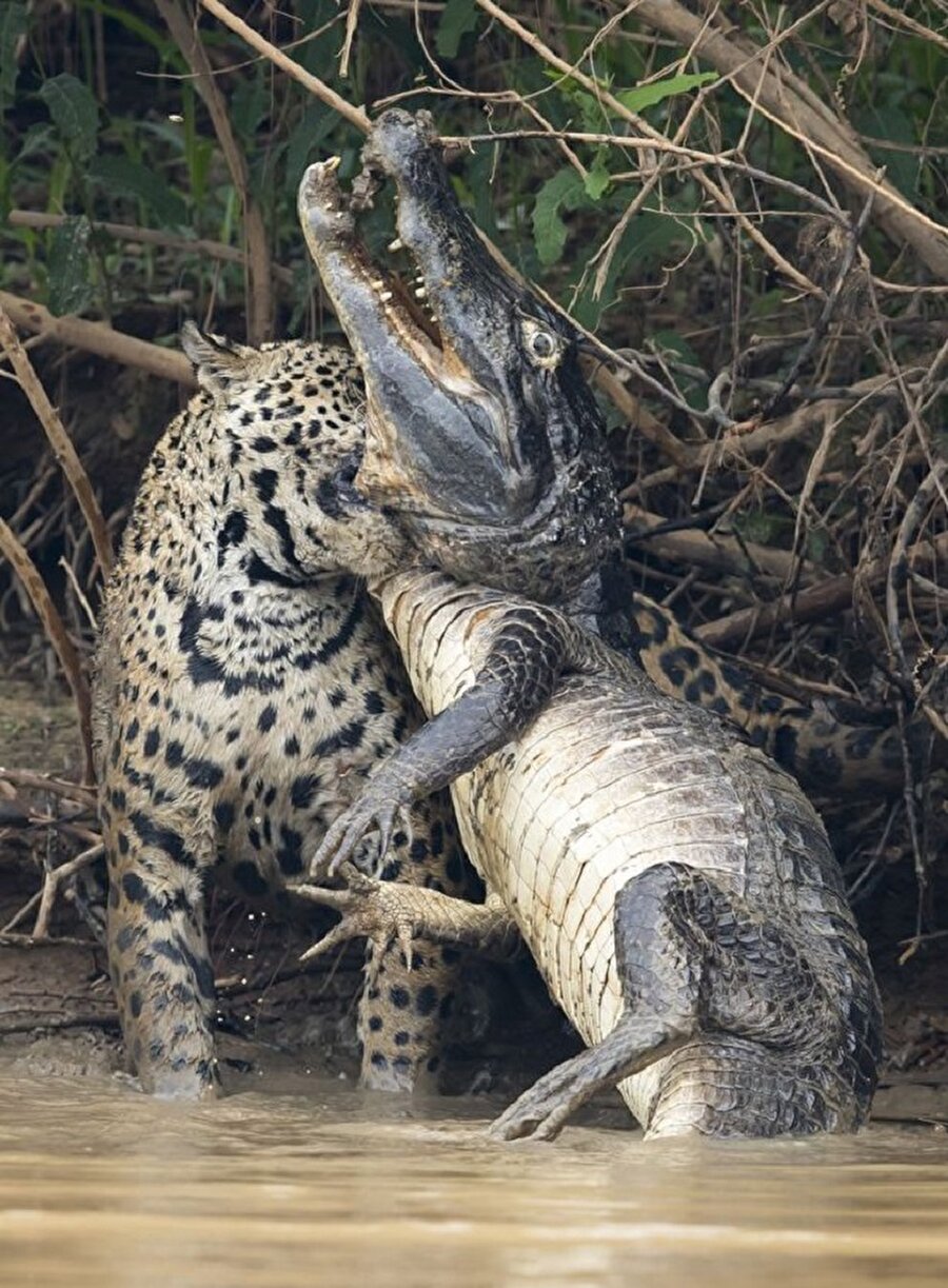 Dişi jaguar, avını bu mücadele sonunda etkisiz hale getirerek gölün dışına çıkarıyor.
