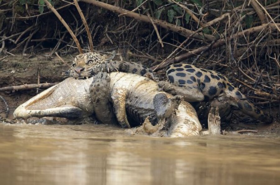 Timsah jaguarın çenesi ve pençelerinden kurtulmaya çalışıyor.

