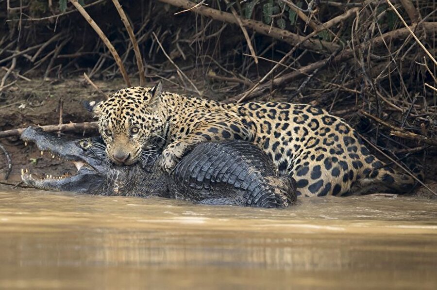 Jaguar, güçlü çenesini timsahın boynuna ve kafasının arkasına bastırdıktan sonra 20 dakika boyunca timsahla adeta güreşiyor.
