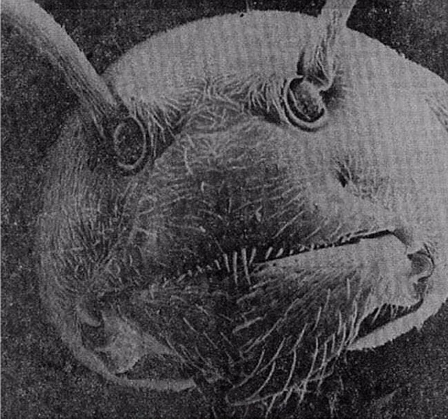 Karınca fotoğrafı

                                    
                                    Bu fotoğraf, elektron mikroskobuyla çekilmiş bir karıncanın yüzü. Yüzdeki detayların dikkat çekiciliği fotoğrafı daha da ilginç kılıyor... 
                                
                                