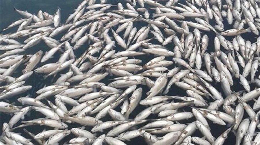 Denizli'de balık üretim tesisinde bu sabah 10 bin civarında balığın telef olduğu belirtildi.