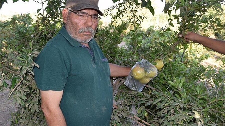 ​Şanlıurfa’nın Suruç ilçesinde kendisine ait arazide yaklaşık 20 yıldır nar yetiştiren 65 yaşındaki emekli öğretmen İbrahim Halil Akkuş, kendisini ziyarete gelenlere ikram ediyor.