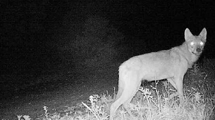 Köpekleri yiyen esrarengiz hayvan foto kapana yakalandı.