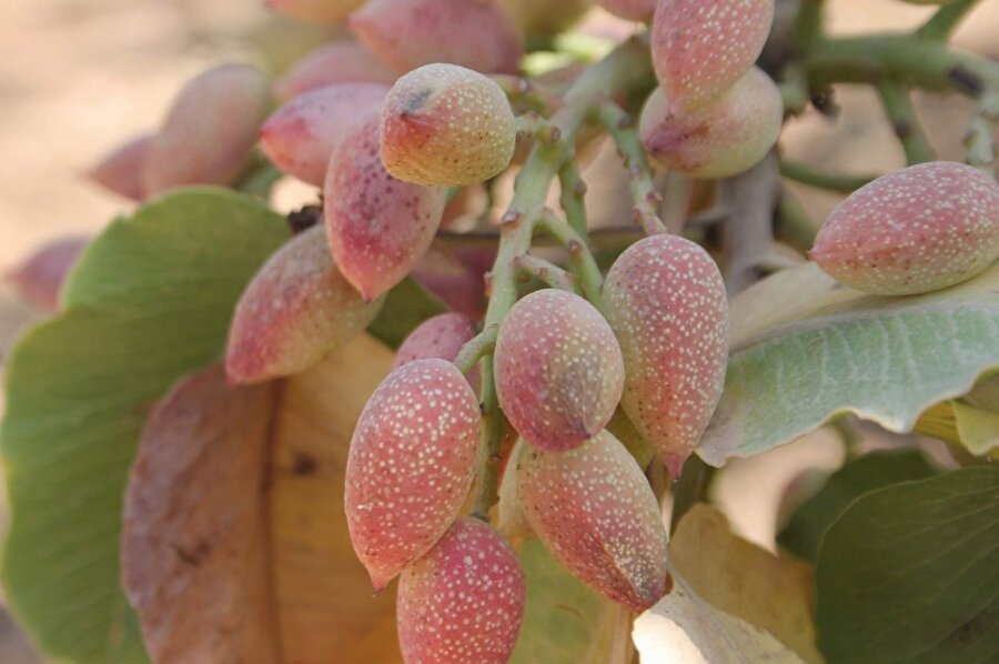 Siirt Fıstığına rağbet büyük