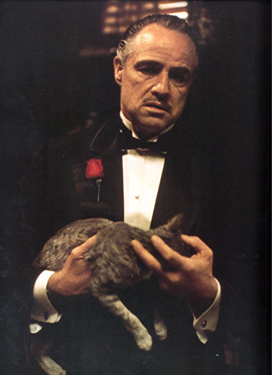 Gelelim filmin ikonik figürü kediye. Bu kedinin senaryoda var olduğunu sanıyorsanız çok yanılıyorsunuz. Zira kedi, Brando tarafından sokakta bulunup sete getirilmiş ve böylelikle hikayeye dahil olmuş.
