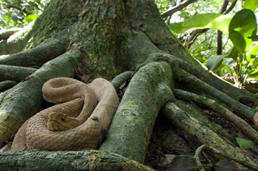 lha da Queimada Grande (Yılan Adası)/ Brezilya
Ada gezegenin en zehirli yılanlarına ev sahibi yapmaktadır. Araştırmacılara göre metrekare başına yaklaşık 5 yılan yaşamakta ve dünyanın en zehirli yılanı da burada bulunmakta.