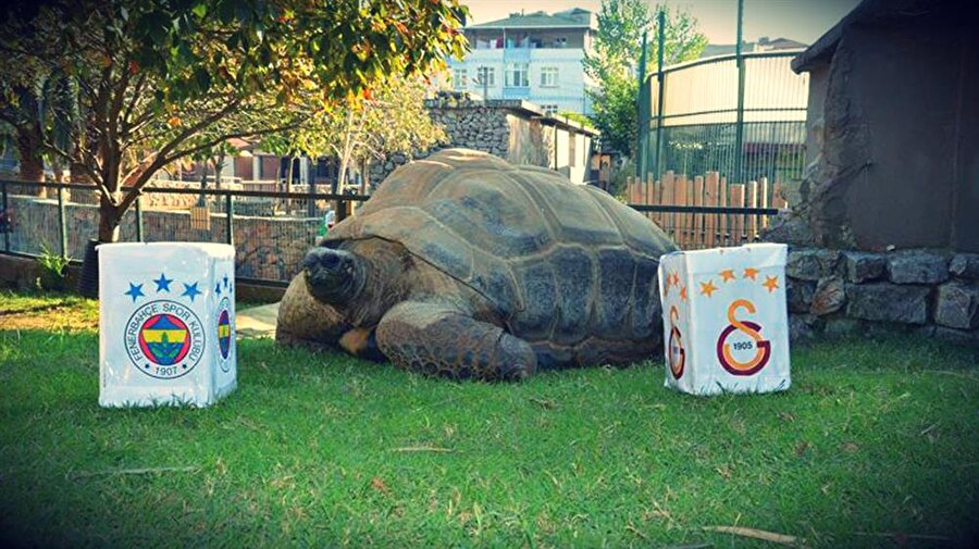 Tuki Galatasaray Fenerbahçe