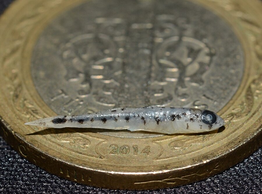 akdeniz küçük balık