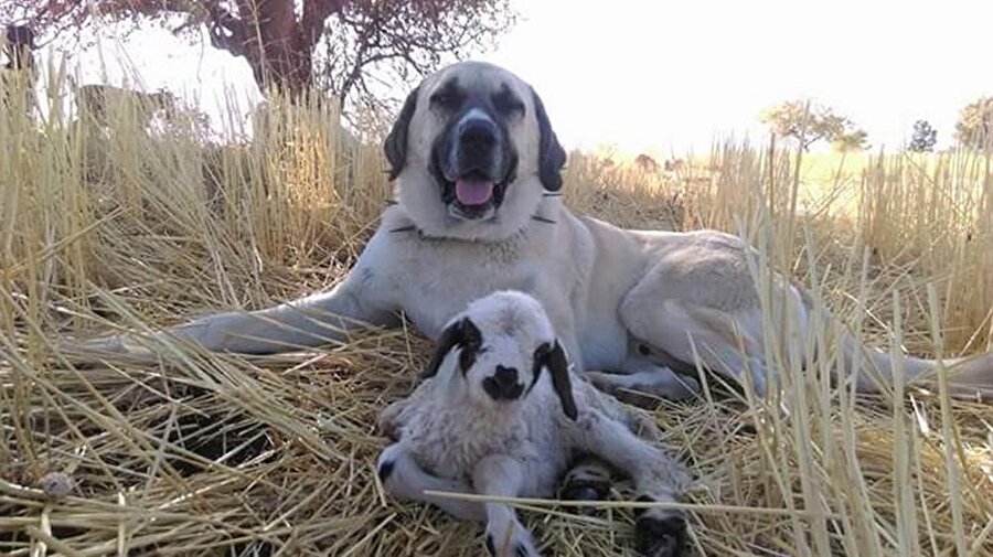 kangal ve kuzu