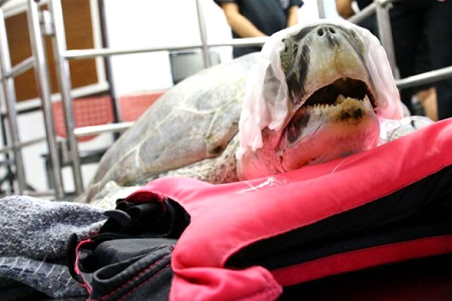 Yok artık! Deniz kaplumbağasının içinden şoke etti