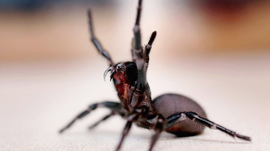 Baca Örümceği

                                    
                                    
                                    
                                    
                                    
                                    Yaşayan en ölümcül canlılar arasında yer alan bu tür, Avustralya'da görülür. Erkek cinsinin zehiri daha tehlikeli ve ölümcüldür. Karanlık yerlerede avlanır ve zehir bütün memeliler için ölümcüldür.
                                
                                
                                
                                
                                
                                