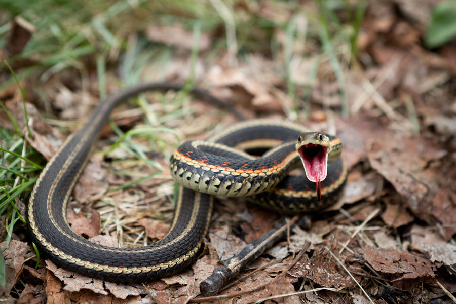 Şişen engerek yılanı

                                    
                                    
                                    
                                    
                                    
                                    
                                    Zehirini, kendini tehlikede hissettiğine içine hava doldorup fırlatarak düşmanına gönderir. Zehiri insanı öldürmek için yeterlidir. 24 saat içinde zehiri herhangi bir canlıyı öldürür.
                                
                                
                                
                                
                                
                                
                                