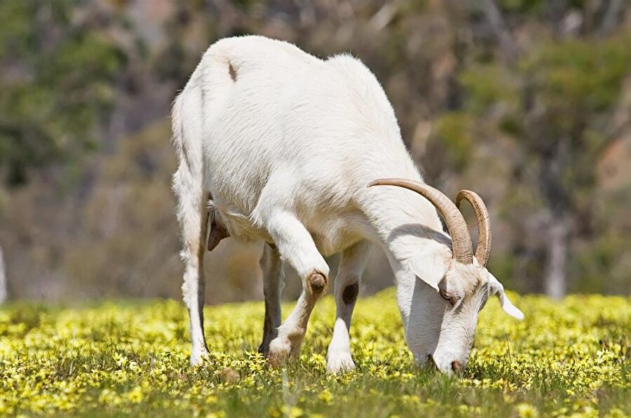 Keçi sayısı

                                    Türkiye hayvan sayısının içinde keçinin sayısı 11 milyon 110 bindir.
                                