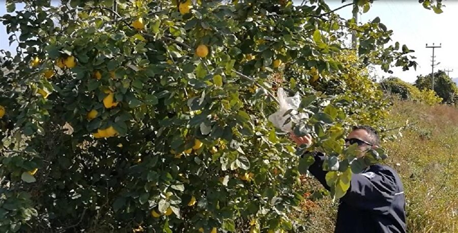 Bursa'da yol kenarındaki ağaçtan ayva yedi, yerine para astı