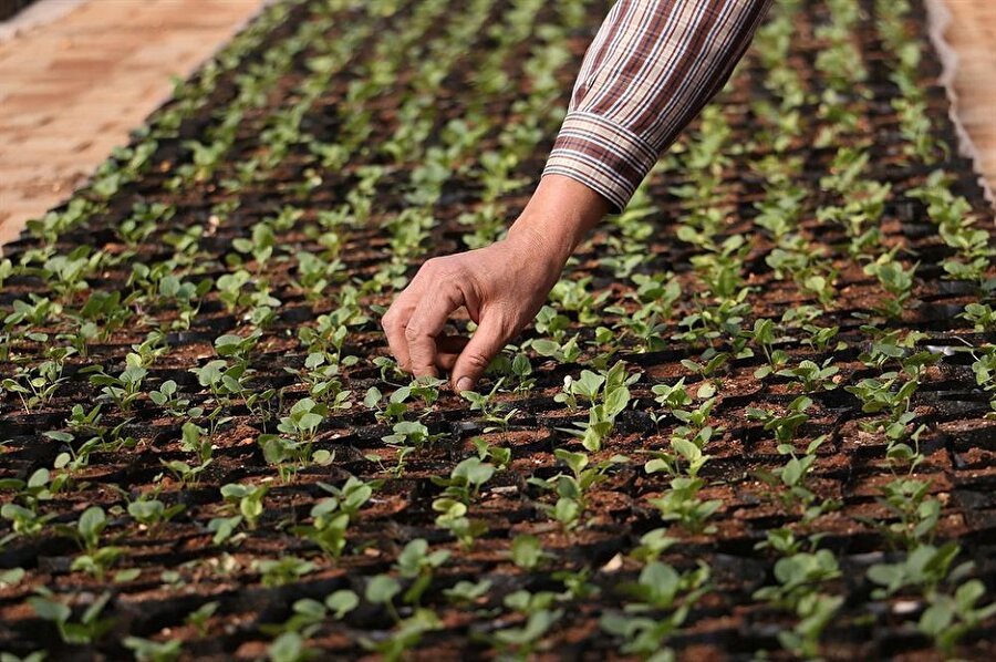 Aksaray'da Hasandağı'nın eteğindeki köyde iş stresinden uzaklaşmak için hobi amacıyla "gençlik iksiri" olarak nitelendirilen goji berry yetiştiren iki kardeş, Türkiye'nin birçok yerinden gelen talebe yetişmekte zorlanıyor.