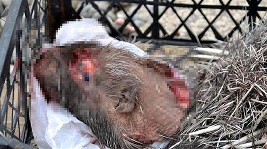 Siirt Pervari kara yolunda ihbar üzerine durdurulan aracın içinden koruma altında olan öldürülmüş kirpi ve 12 adet canlı keklik ele geçirildi.