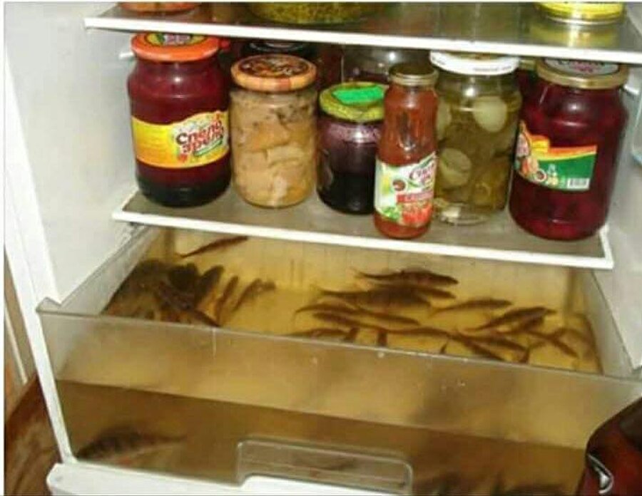 Buzdolabında balık
Neden?