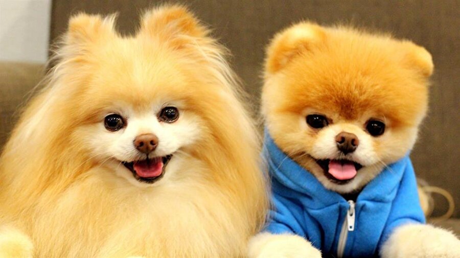 Pomeranian
Sadece 10 kilo kadar olan bu köpeklerin fiyatları 9-10 Bin TL arasında değişiyor. Kendisi çok minik olduğundan fazlasıyla tercih ediliyor..