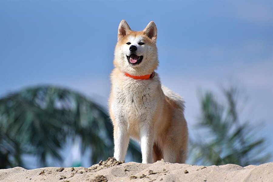 Akita
Bu köpeğin ABD ve Japon olarak 2 türü vardır. Orijinal Japon Akitası 15 Bin TL'nin üzerindedir.