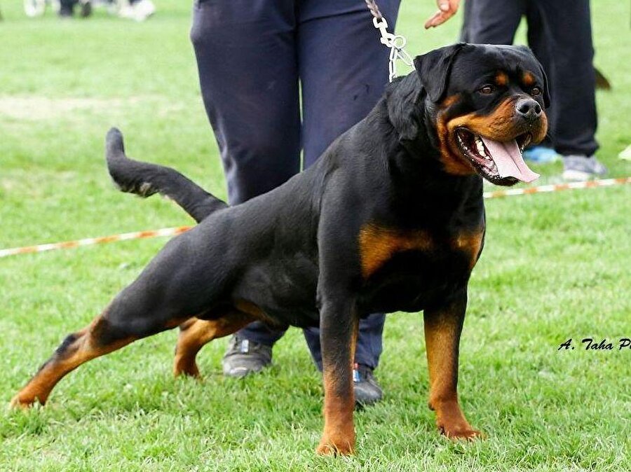 Rottweiler
Her ne kadar heryerde görülse de saf kan olanlar oldukça pahalıdır. Görünüşleri de normal Rottweiler'lara göre farklıdır. 20 Bin TL'sına kadar bulabilirsiniz.