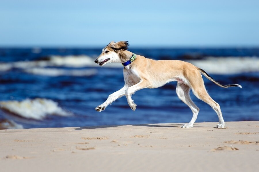 Saluki
Kendisi adeta bir prens/prenses gibi, bir saluki sahibi olmanız için 9 bin TL'sını gözden çıkarmanız gerek..