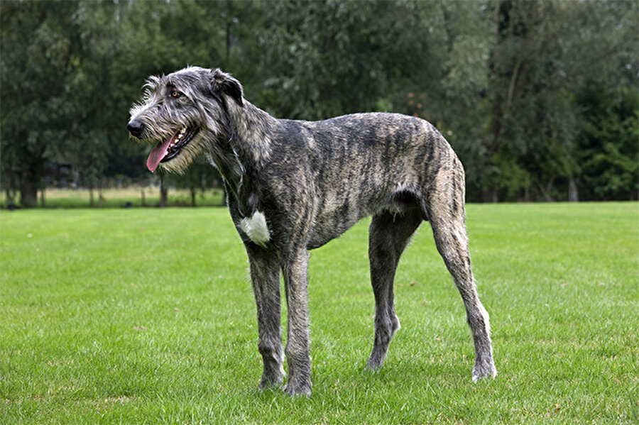 Irish Wolfhound
Bu köpeğin fiyatı, 1.500 ile 2.000 dolar arasında değişiyor.