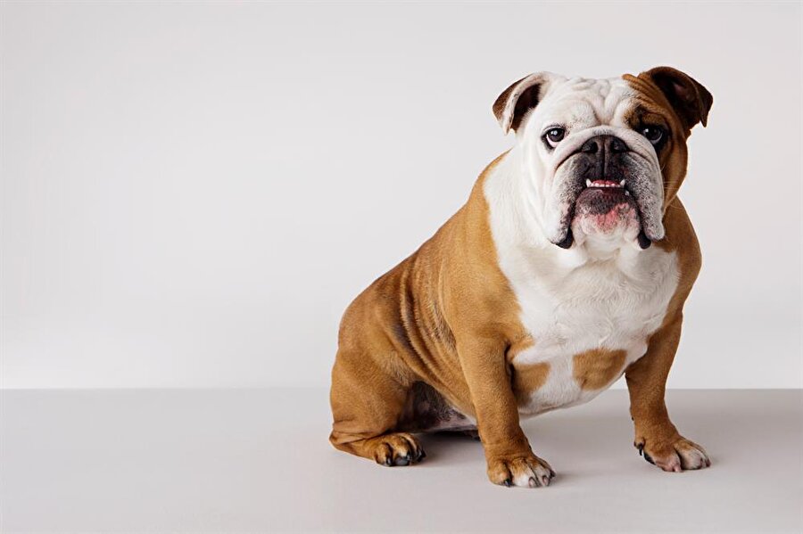 English Bulldog