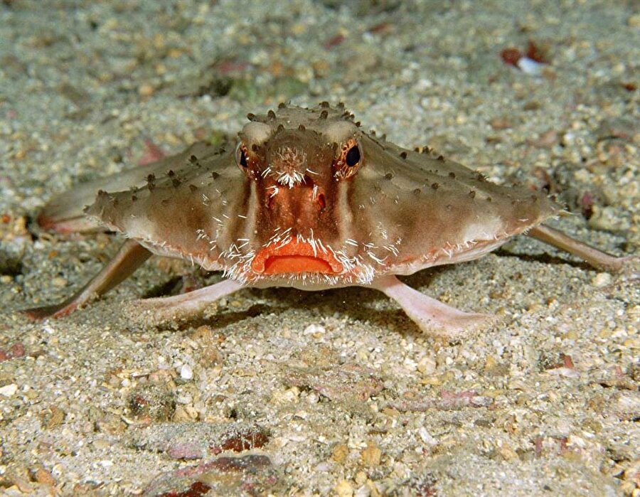 Kırmızı Dudaklı Yarasa Balığı
Denizde yaşamasına rağmen yarasa ismini alması, yarasa hayvanına çok fazla benzemesinden ötürüdür. Bu balığın bir diğer dikkat çeken yönü ise kıpkırmızı dudaklarıdır.