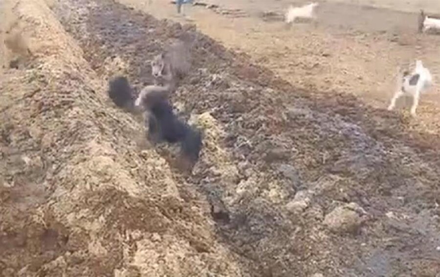 Tarlasını Fareler İşgal Eden Çiftçiden İlginç Taktik: Tırmıkla Dürttüğü Fareleri, Köpekler Avladı