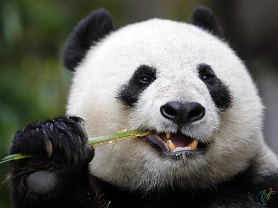 Pandaların kendi aralarında bir dili mi var?
Çin'de pandaların çıkardığı 13 farklı sesin anlamlarını araştıran bir araştırma yapıldı. Pandaların yemek yerken, yavrularını emzirirken, kavga ederken çıkardıkları sesler kaydedildi.