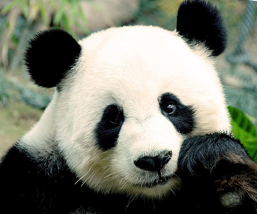 "ci-ci-ci" 
Yavru pandalar acıktıklarında "ci-ci-ci" sesini çıkararak annelerini uyarıyorlar.