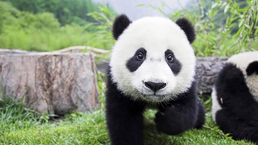 "vav-vav"
Yavru pandalar üzüldüklerinde ise "vav-vav" sesini çıkararak üzüldüklerini belli ediyorlar.