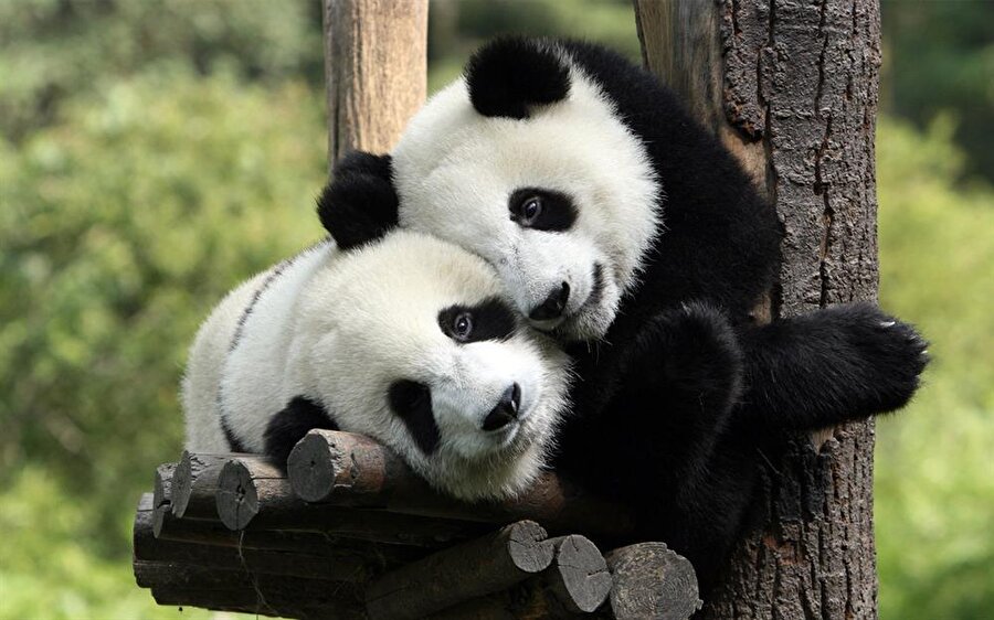 Pandalar hakkında şaşırtan ve mutlu eden bilgiler​
Araştırmacılardan Zhang Hemin, pandaların aralarındaki iletişimin çözülmesinin, nesillerinin korunmasında önemli olacağını söyledi.
