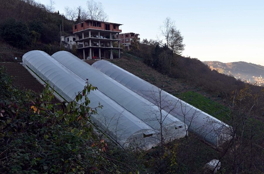Dik yamaçta sera yaptılar