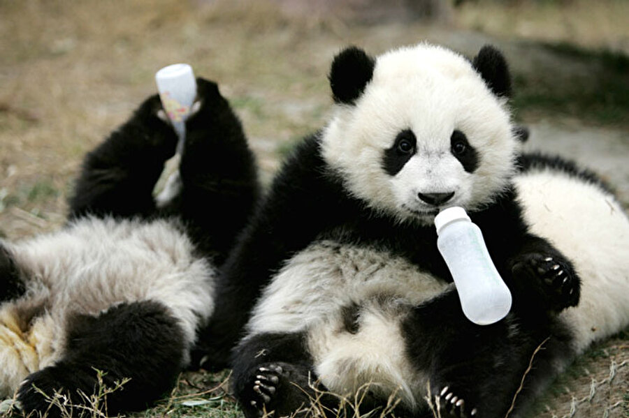 Pandalar hakkında şaşırtan ve mutlu eden bilgiler
Sadece Çin'de bulunan dev panda türünden sadece 1,800 tane kaldı.