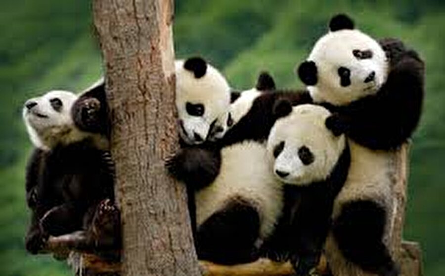 Pandalar hakkında şaşırtan ve mutlu eden bilgiler
Bunların 300'den fazlası hayvanat bahçesi ve koruma merkezlerinde gözetim altında tutuluyor.