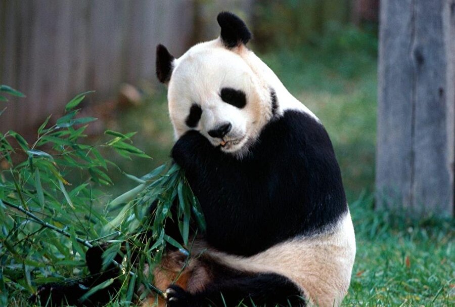 Pandalar hakkında şaşırtan ve mutlu eden bilgiler
Koruma Merkezi'nin 5 yıl süren çalışmaları boyunca, araştırmacılar erkek pandaların kendilerine eş ararken kuzu gibi me'lediklerini saptadı.