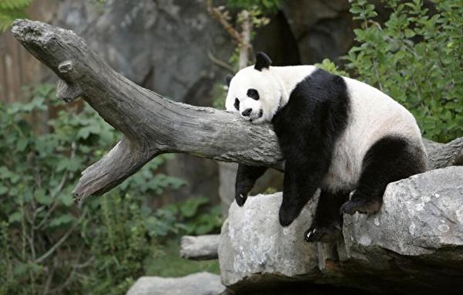 Pandalar hakkında şaşırtan ve mutlu eden bilgiler
Dişi pandalar bundan hoşlanır ise yanıt olarak civciv gibi ses çıkarıyorlar.