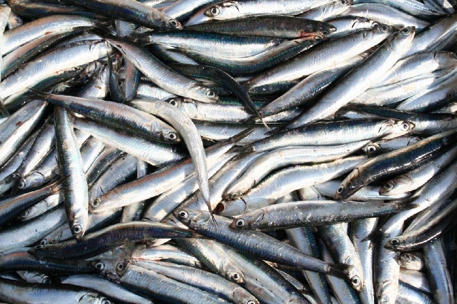 Hamsinin fiyatı 25 TL'ye çıkabilir