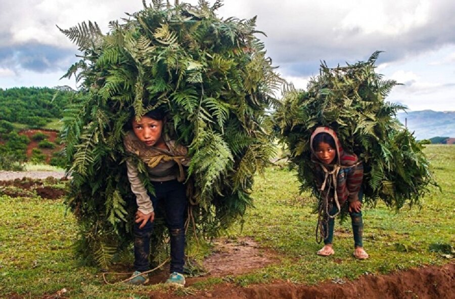 Fotoğrafı çeken: Chunshui Yu
Ağır yük.