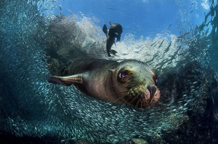 Fotoğrafı çeken: Filippo Borghi
Bebek deniz aslanı..