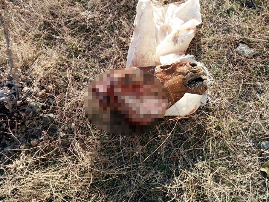 Eski fabrikada kaçak at kesimi yapıldığı ortaya çıktı