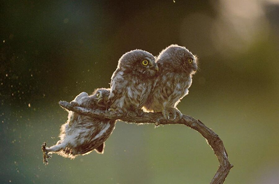Yavru baykuşun düşüş anı Tibor Kercz tarafından çekilmiş...