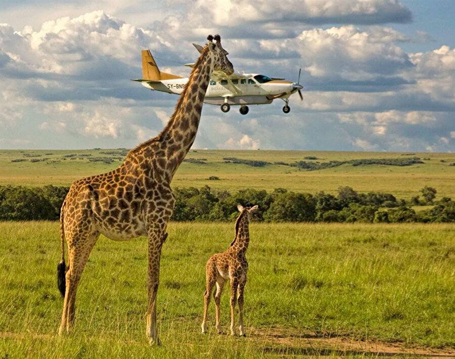 Masai Mara havaalanında zürafalar emniyet kemeri kontrolü yapıyor. :) Fotoğraf Graeme Guy'a ait. 

                                    
                                