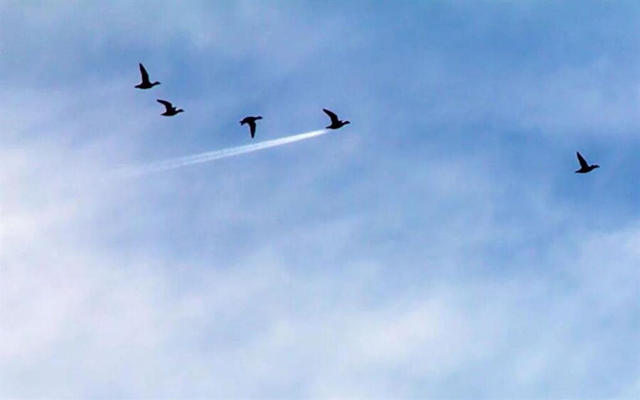 John Threlfall tarafından çekilen fotoğrafta uçak izinin uçan kuşlar dikkat çekiyor.

                                    
                                