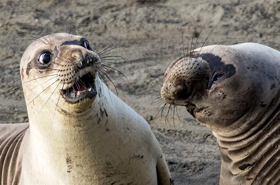 George Cathcart tarafından çekilen diğer bir ilgi çekici kare.