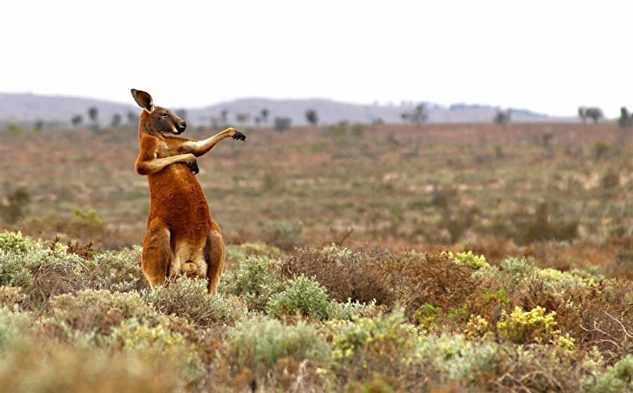 Fotoğraf: Andrey Giljov