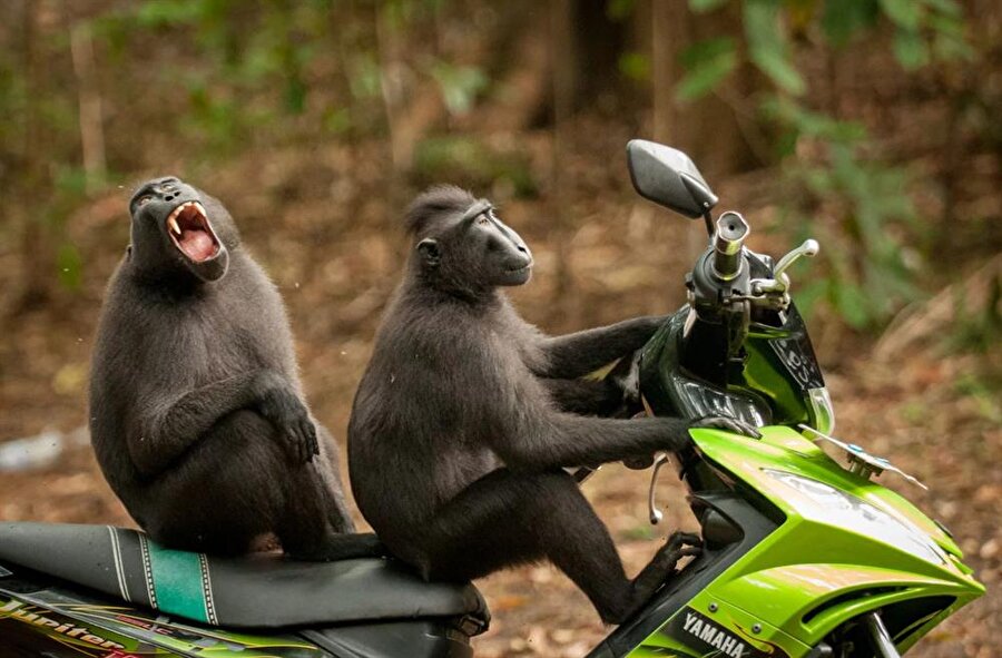 Fotoğraf: Monkey Escape