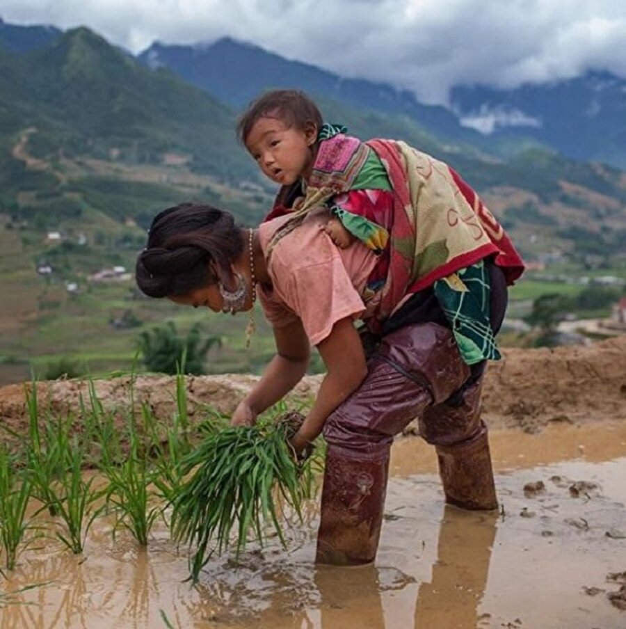 Vietnam

                                    Bebeği ile pirinç toplayan bir kadın..
                                