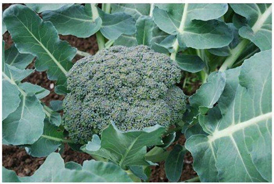 Dalında Brokoli
